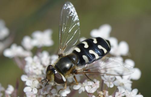 Réf. 285 084 : Scaeva pyrastri